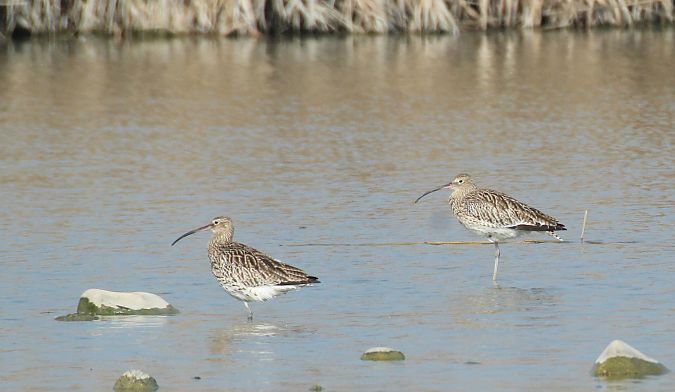 Chiurlo maggiore  - Alessio Mannello