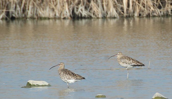 Chiurlo maggiore  - Alessio Mannello