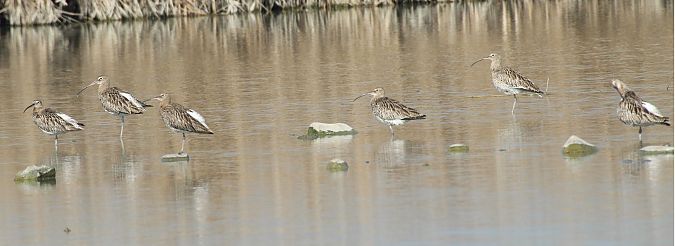 Chiurlo maggiore  - Alessio Mannello