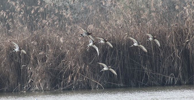 Pittima reale  - Alessio Mannello