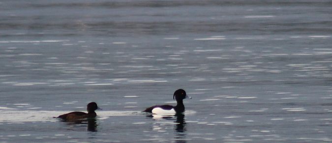 Moretta  - Alessio Mannello