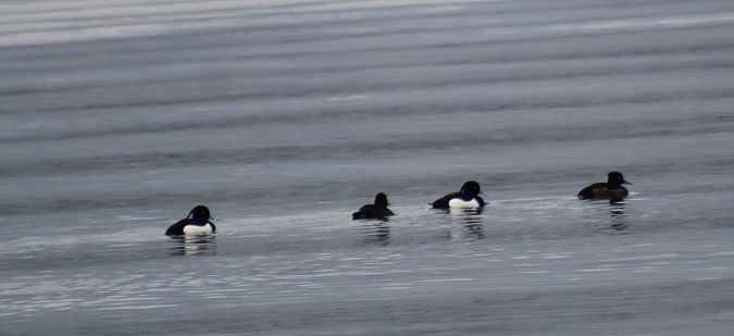 Moretta  - Alessio Mannello