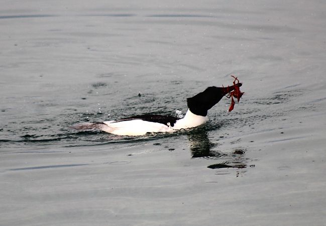 Smergo maggiore  - Alessio Mannello
