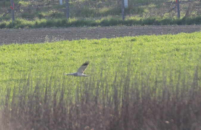 Albanella reale  - Alessio Mannello