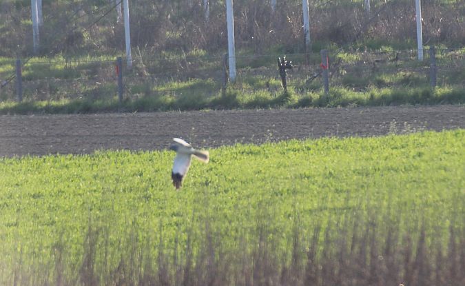 Albanella reale  - Alessio Mannello