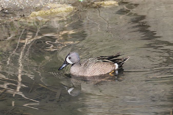 Blauflügelente  - Alessio Mannello