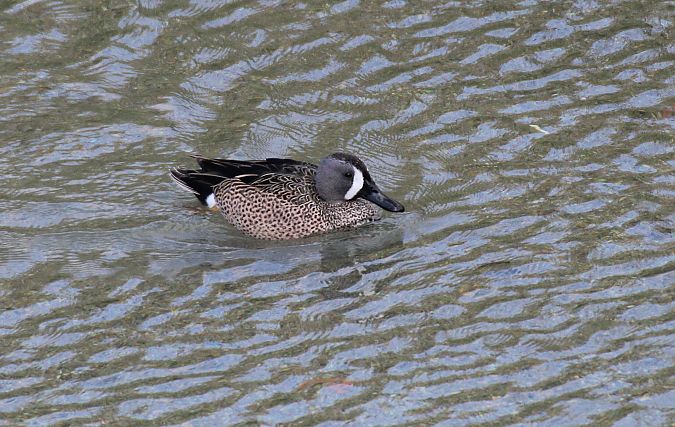 Marzaiola americana  - Alessio Mannello