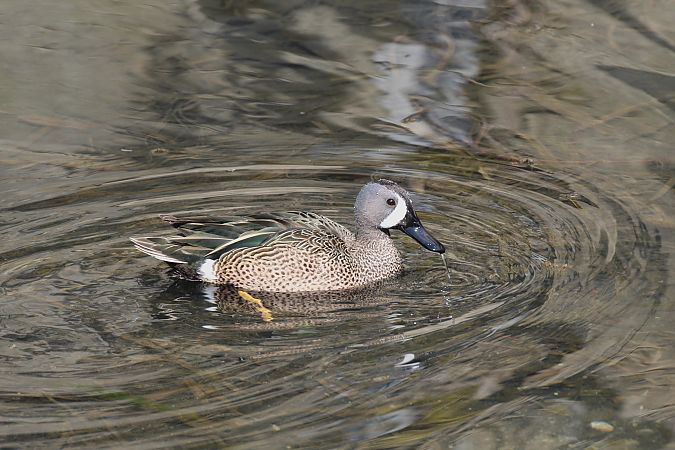Marzaiola americana  - Alessio Mannello