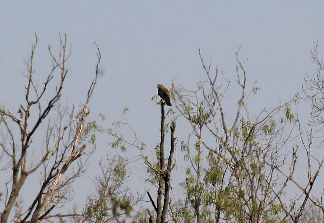 Poiana  - Alessio Mannello