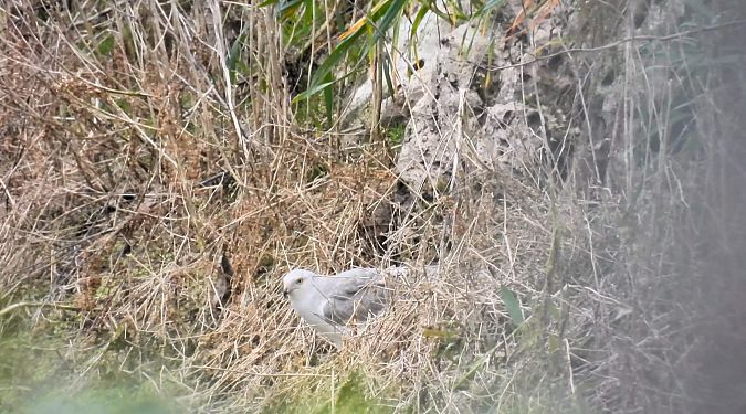 Albanella pallida  - Peppe D'ambrosio