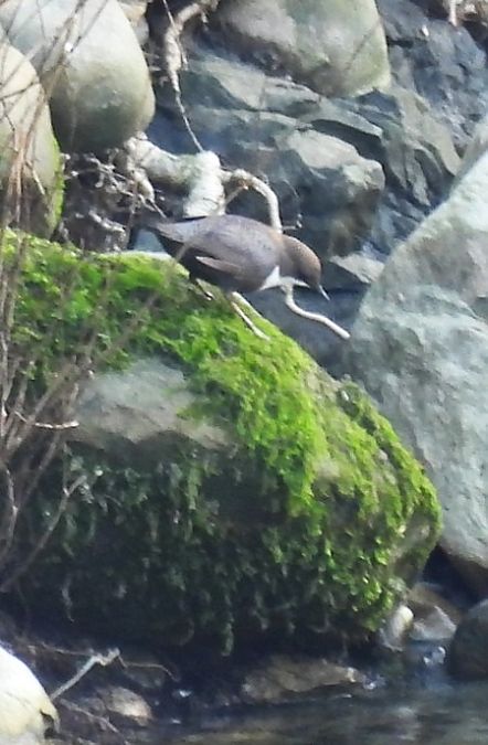 Merlo acquaiolo  - Patrizio Gigli