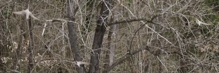 Rondine montana  - Patrizio Gigli