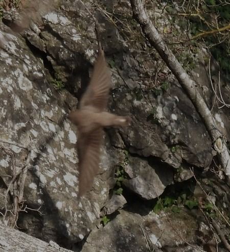 Rondine montana  - Patrizio Gigli