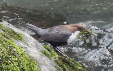 Merlo acquaiolo  - Patrizio Gigli