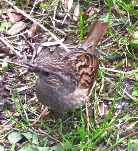 Passera scopaiola  - Patrizio Gigli