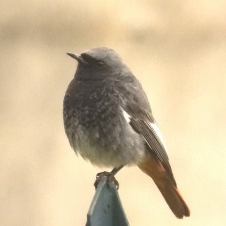 Codirosso spazzacamino  - Patrizio Gigli