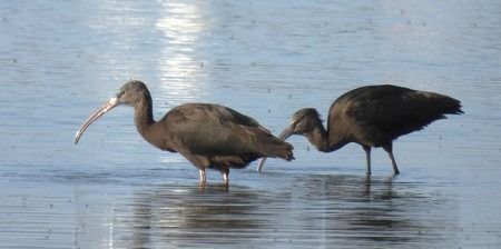 Mignattaio  - Patrizio Gigli