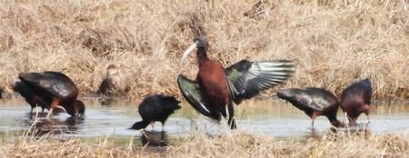 Mignattaio  - Patrizio Gigli