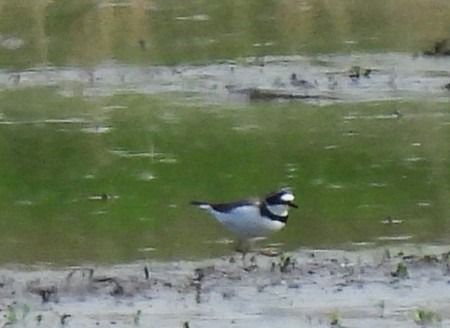 Corriere piccolo  - Patrizio Gigli