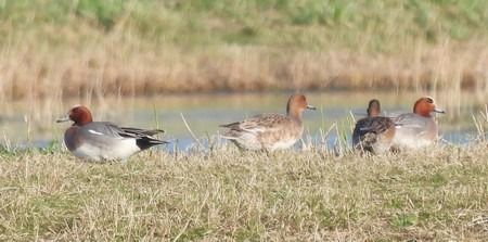 Fischione  - Patrizio Gigli