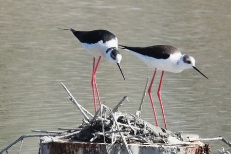 Cavaliere d'Italia  - Patrizio Gigli