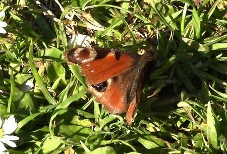 Aglais io  - Patrizio Gigli