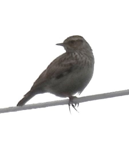 Woodlark  - Patrizio Gigli