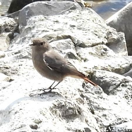 Codirosso spazzacamino  - Patrizio Gigli