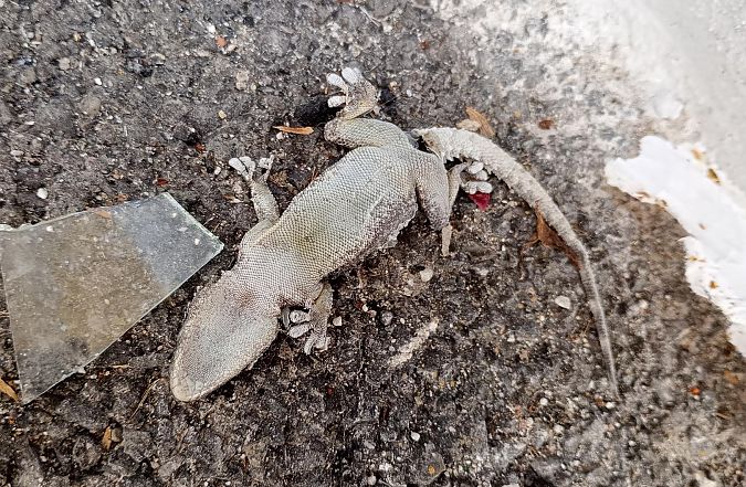 Geco comune  - Daniele Ronconi