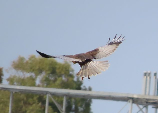 Falco di palude  - Alfonso Maffezzoli