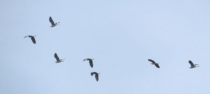 Cicogna bianca  - Alfonso Maffezzoli