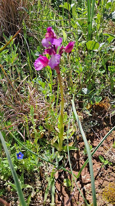 Anacamptis papilionacea  - Alfonso Maffezzoli