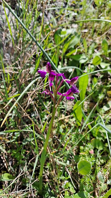 Anacamptis morio  - Alfonso Maffezzoli