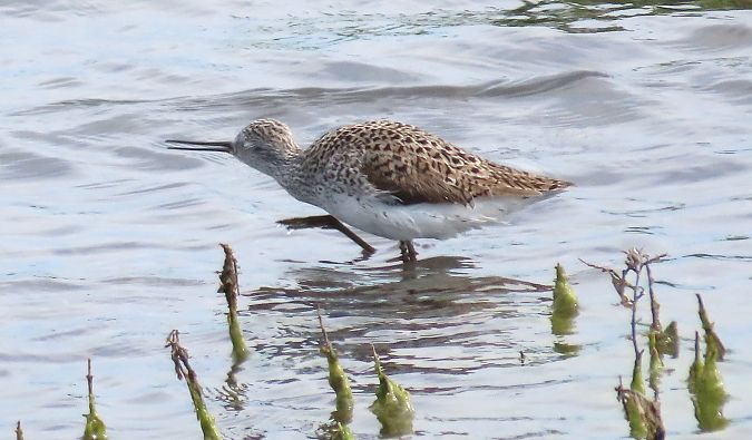 Albastrello  - Alfonso Maffezzoli