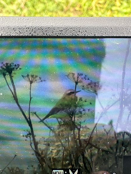 Culbianco  - Andrea de Palma