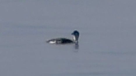 Strolaga mezzana  - Andrea de Palma