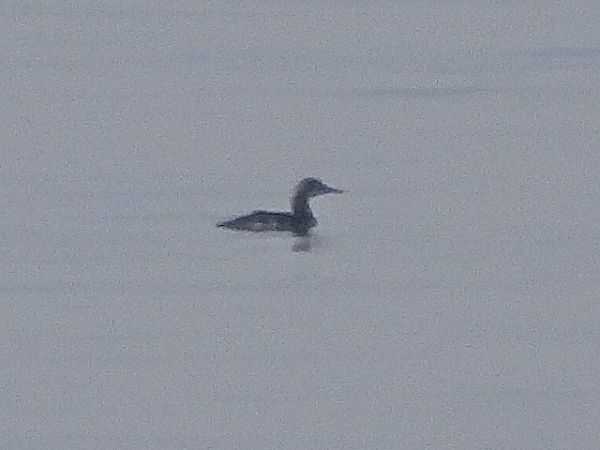 Strolaga mezzana  - Andrea de Palma