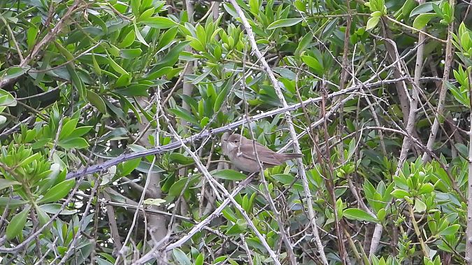 Salciaiola  - Andrea de Palma