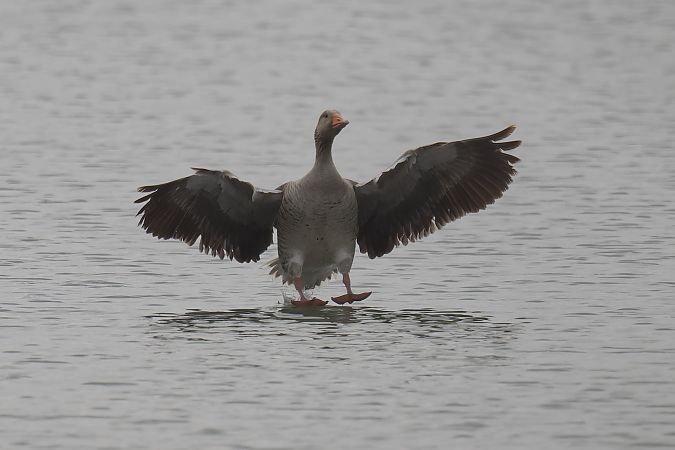 Oca selvatica occidentale / orientale 