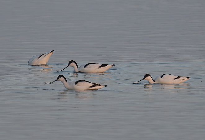 Avocetta 