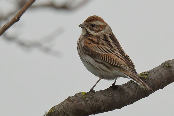 Migliarino di palude 