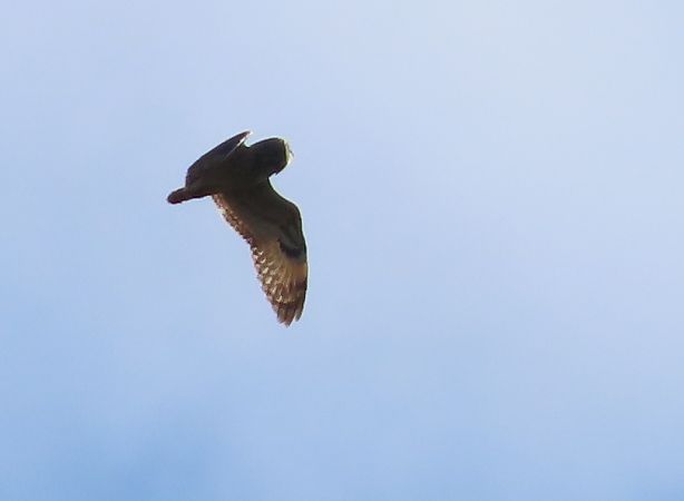 Gufo di palude  - Ernesto Giovanni Occhiato