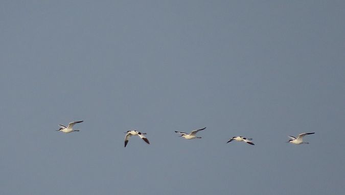 Avocetta  - Ernesto Giovanni Occhiato