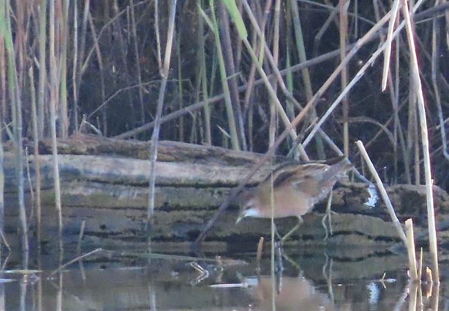 Schiribilla  - Ernesto Giovanni Occhiato