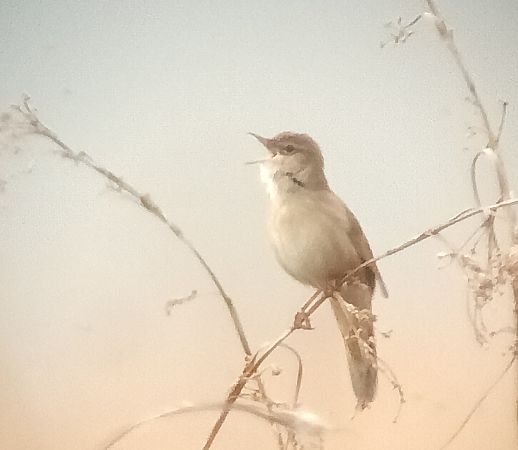 Salciaiola  - Ernesto Giovanni Occhiato