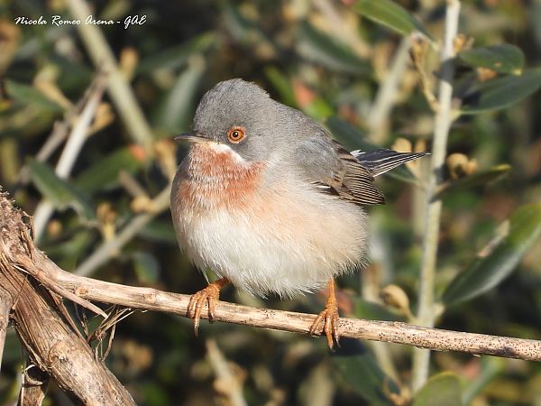 Sterpazzolina  - Nicola Romeo Arena