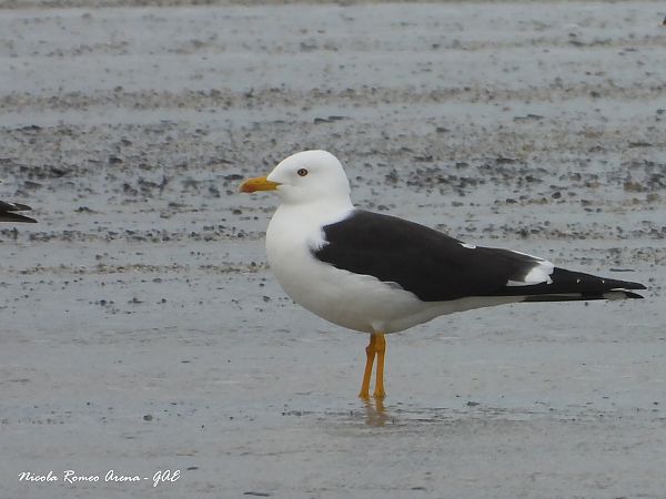 Zafferano  - Nicola Romeo Arena