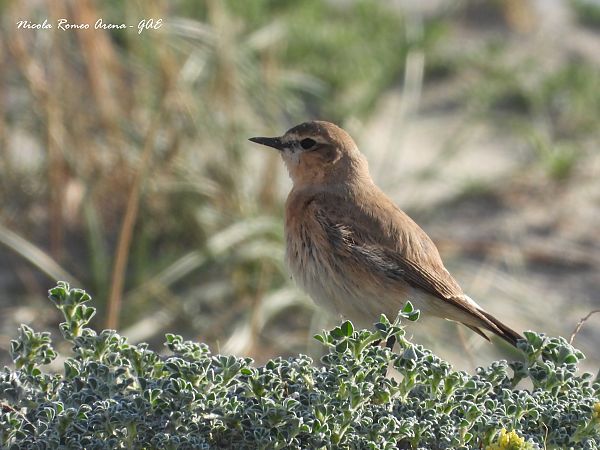 Culbianco isabellino  - Nicola Romeo Arena