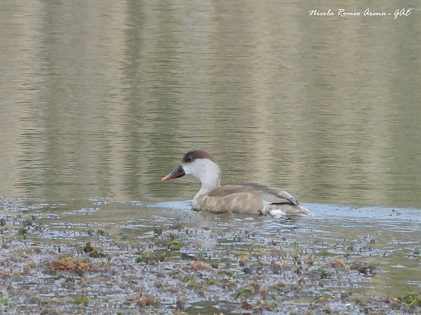 Fistione turco  - Nicola Romeo Arena