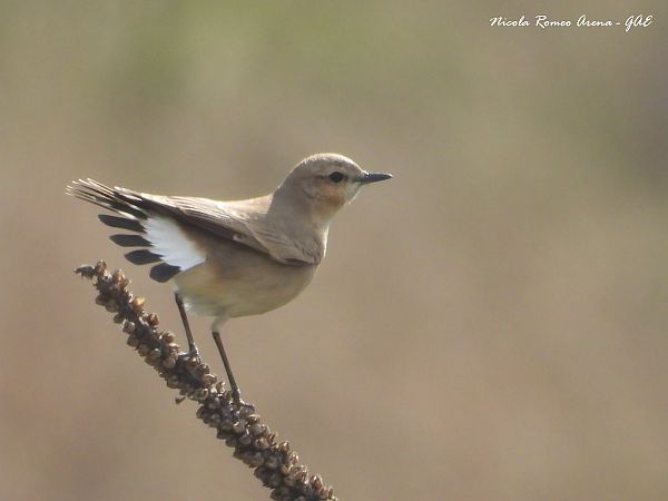Culbianco isabellino  - Nicola Romeo Arena